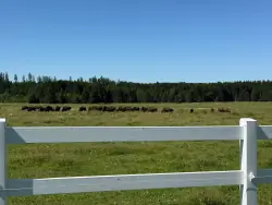 Bison Ranch Rožnov, Český Rudolec, Czeska Kanada