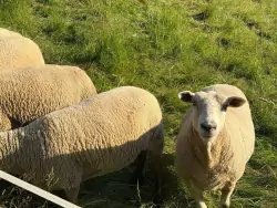 Chata Šohajka, Pec pod Sněžkou, Krkonoše