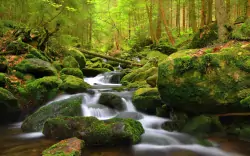 Šumava nedaleko Boubínského pralesa a přírodních parků v Penzionu Pod pralesem s polopenzí a dětským koutkem