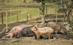 Farma, zwierzęta, Pensjonat U Mauritzů, Szumawa
