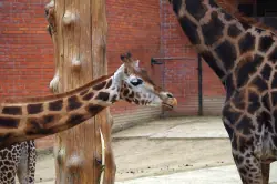 Krátkou prechádzkou sa dostanete do libereckej zoologickej záhrady