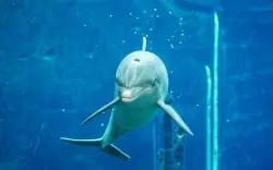 Úszó delfin, Tiergarten Nürnberg, Nürnberg, Németország