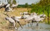 Hortobágyi Nemzeti Park
