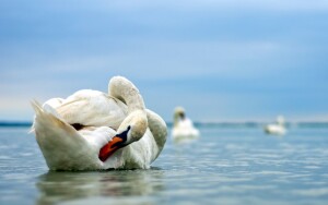 Jezero Velence