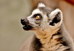 ZOO Dvůr Králové