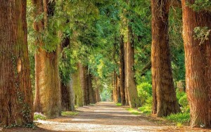 Park Zdrojowy Długopole Zdrój