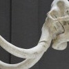 Muzeum Prehistorii Jaskinia Proboszcza