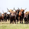 Buvolí rezervace u Balatonu