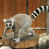 Zoo Spišská Nová Ves
