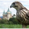Vystúpenie sokoliarov Aquila