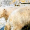 Zoo Brno
