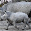 Zoologická záhrada Salzburg