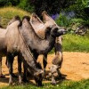 Ogród Zoologiczny i Botaniczny Pilzno
