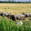 Fertő-Hanság Nemzeti Park
