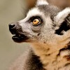 ZOO Dvůr Králové