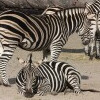 Wrocław állatkert és Afrikárium