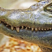 Krokodýlí zoo Protivín