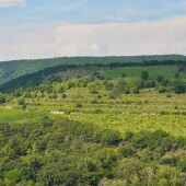 Vinice Šobes