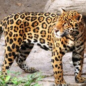 ZOO Bratislava