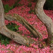 Kámoni Arborétum